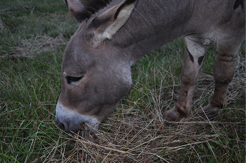 Closeup of a donkey's head