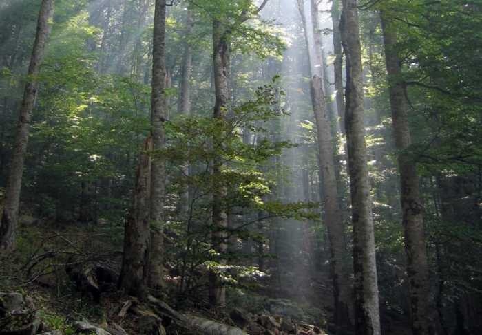 Photo of Biogradska forest in Montenegro with light coming through the trees