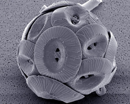A microscopic image of a coccolithophore