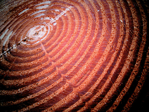 slice of a tree showing tree rings.