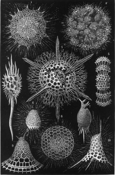 Microscopic shells made of opal produced by radiolaria, see caption