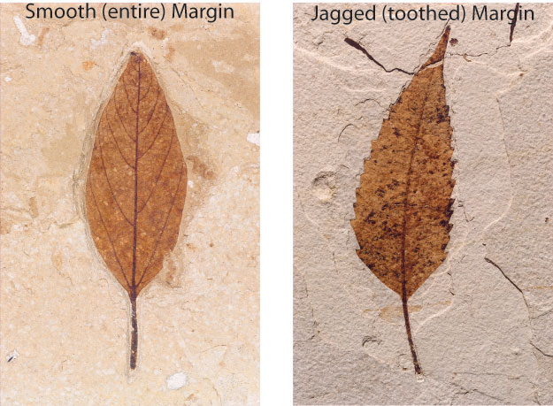 Fossil leaves, one with smooth (entire) margin and one  with jagged (toothed) margin.