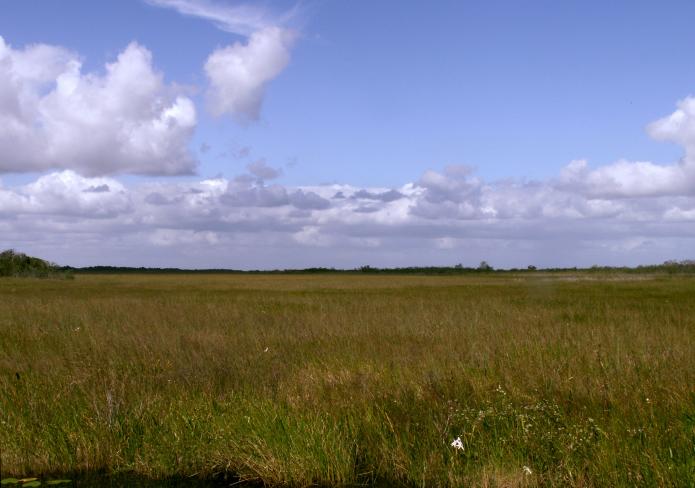 image of sawgrass prairie in the Everglades