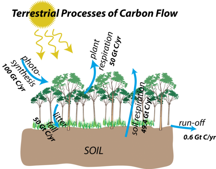 Schematic illustration to show terrestrial process of carbon flow showing photosynthesis (100 GtC/year), litter fall (50 GtC/yr), plant respiration (50 GtC/yr), soil respiration (49.3 GtC/yr), and run-off (.6 GtC/yr)