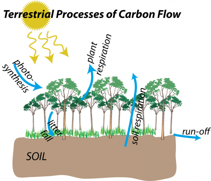 Schematic illustration to show terrestrial processes of carbon flow: photosynthesis, litter fall, plant respiration, soil respiration, run-off