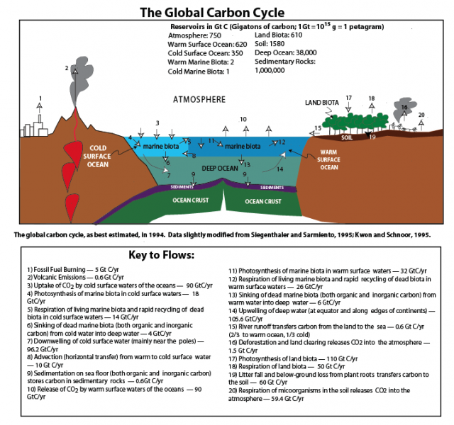 Diagram of the global carbon cycle, as best estimated, in 1994.