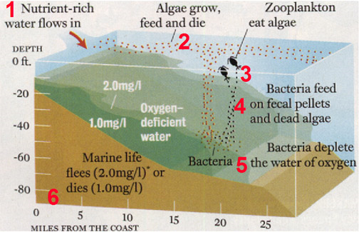 Diagram illustrating processes that control formation of hypoxic conditions in coastal environments