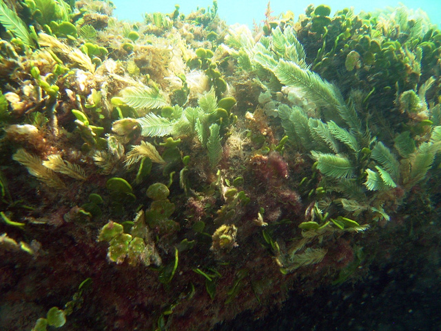 Coral in Florida invaded by blooms of red and brown algae