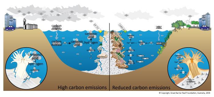 Diagram showing impact of ocean acidification on coral reef ecosystems