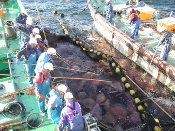 Japanese fishermen retrieving nets filled with giant jellyfish