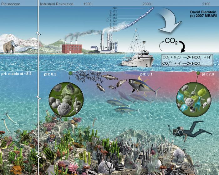 Schematic showing behavior of carbonate species in ocean with addition of CO2 from anthropogenic sources