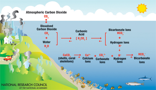 Behavior of carbonate species in the ocean with the addition of CO2 from anthropogenic sources.