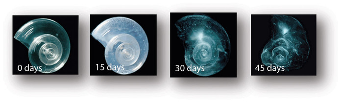 Four images showing progressive dissolution of pteropod in water with projected pH of ocean in 2100
