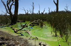 Toxic bloom of blue green algae resulting from nutrient loading in the Murray Darling Basin