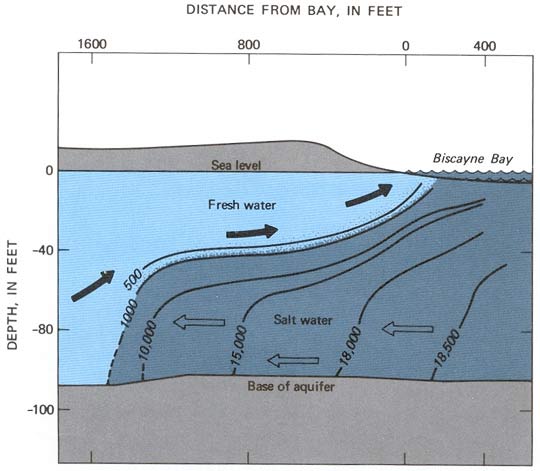 Schematic showing origin of salt water intrusion into the Biscayne Aquifer in south Florida, see text below