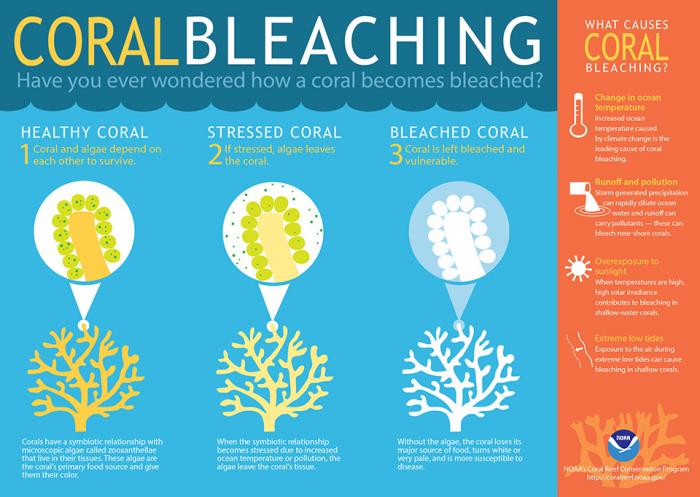 Coral Bleaching, see text description in link below