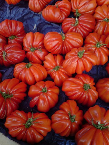 Genetically modified cooking tomatoes in France