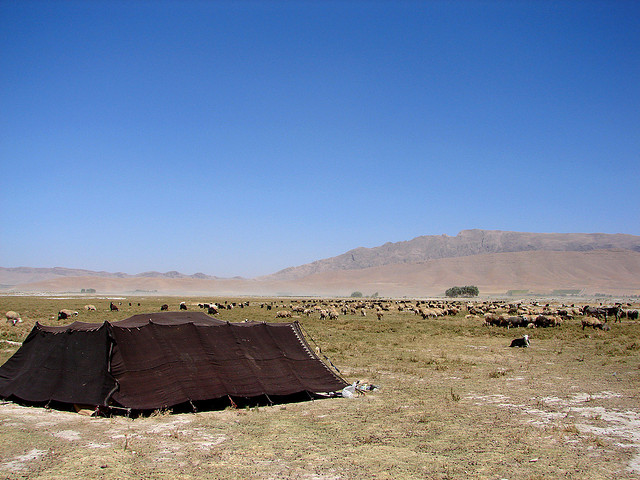 A field of cattle with mountains in the background and a small tent in the foreground