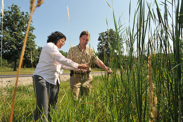 Environmental scientists at Argonne National Laboratory study potential biofuel crops