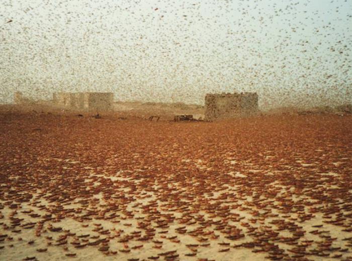 Hundreds of thousands of locusts in the desert make it difficult to see buildings a few hundred feet away.
