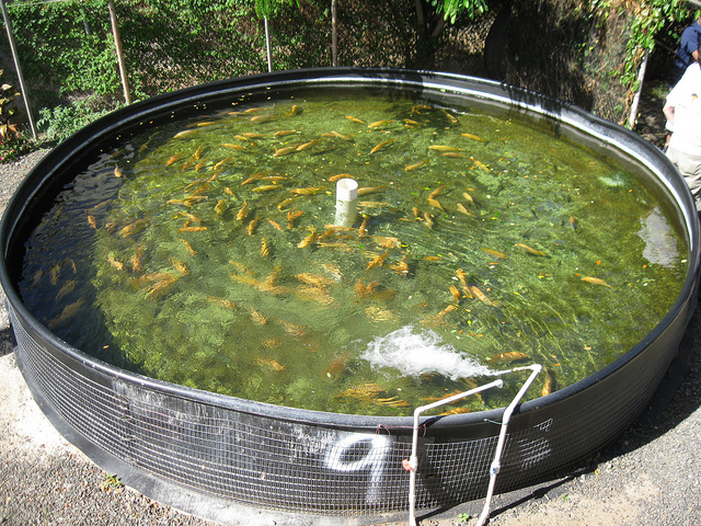 Photo of an aquaculture tank containing live fish