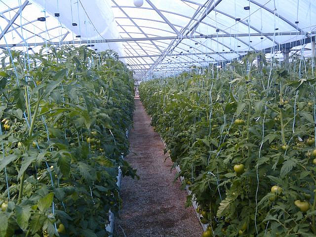 Photo of hydroponic tomatoes (i.e. grown in water with no soil) growing in a greenhouse.