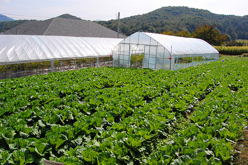 Photograph of a large planting of lettuce in Korea, an example of sustainable intensification in farming.