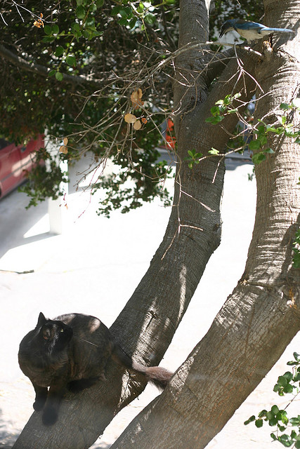 cat in a tree, stalking a bird