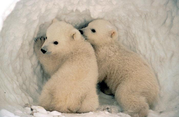 Polar bear cubs in den