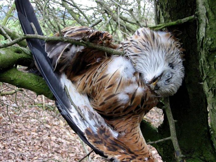 dead kite in a tree, killed by wind turbine blades