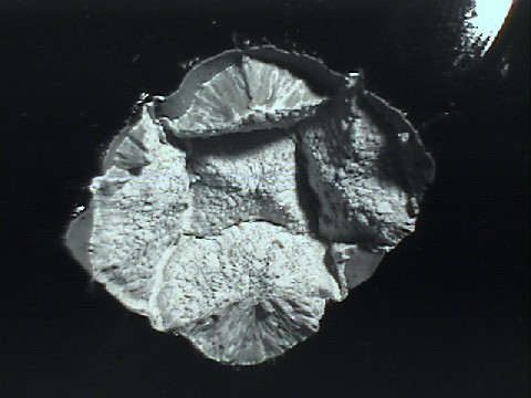 photomicrograph of cristobalite