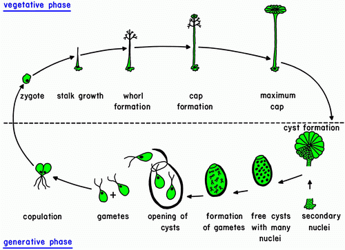 life cycle of unicellular algae