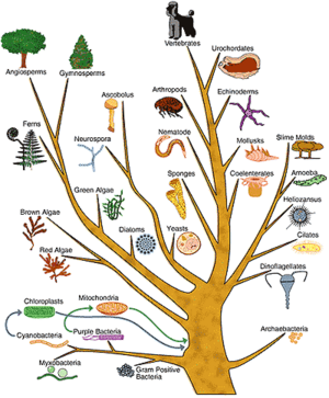 A phylogenetic tree example with different organisms on different branches of a cartoon tree