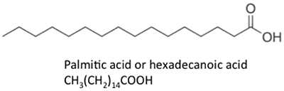 Palmitric acid CH3(CH2)14COOH, all single carbon to carbon bonds