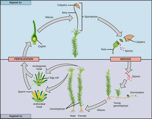 diagram of two phase regeneration of algae
