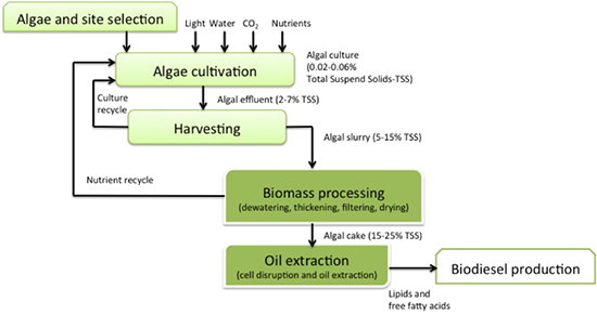 steps in algal biodiesel production. see above text for description