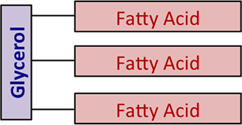 : A generic diagram of oils and fats; three fatty acids are shown connected to the glycerol
