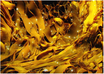 A pile of bright yellow kelp