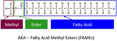 The chemical structure of the typical biodiesel, methyl ester fatty acid, or FAME. Methyl + ester+fatty acid