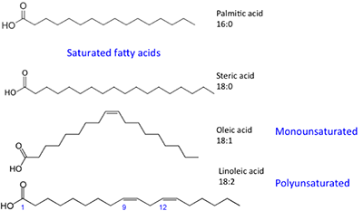 Palmitic & steric acid are saturated fatty acids. Oleic acid is monounstaturaed and Linoleic acid is polyunsaturated