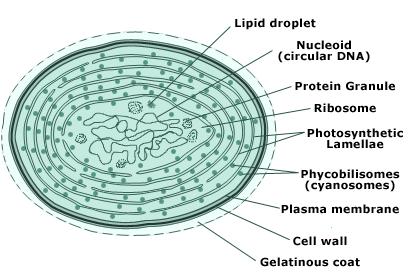 diagram of cell structure of blue algae, see above text for important information. See link in caption for text description