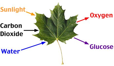 leaf with inputs sunlight, carbon dioxide, and water and with outputs oxygen and glucose
