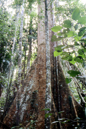 trees in the tropical rain forest