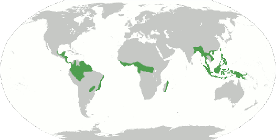World map showing the areas of tropical wet forests.