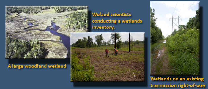 3 images: a large woodland wetland,  wetland scientists conducting a wetlands inventory & wetlands on an existing transmission right-of-way