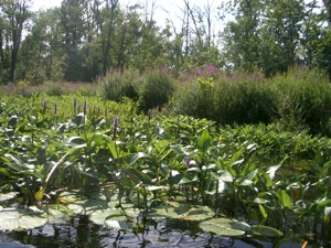 Wetlands plants in their natural environment with different depths and heights of plants