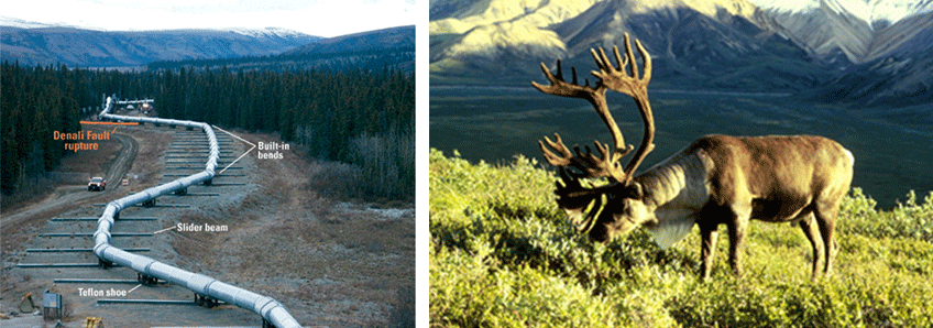 Two pictures.  1.  A section of the Trans-Alaska Oil Pipeline.  2. A caribou eating grass.