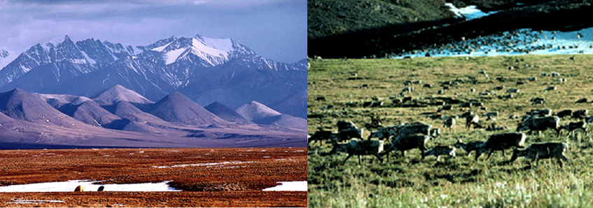 Two pics.  1. The Artic National Wildlife Refuge with flat land in the forefront and mountain range in the background.  2.  Caribou in ANWR.