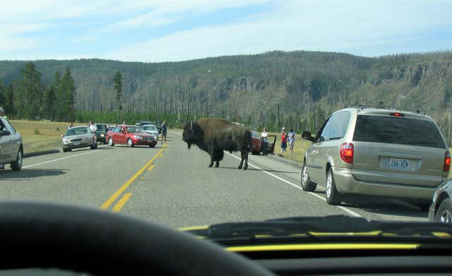 Bison on the road creating a traffic jam, Yellowstone National Park