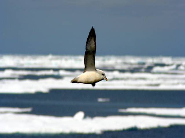 Fulmar (a bird similar to the albatross) flying over the sea ice.